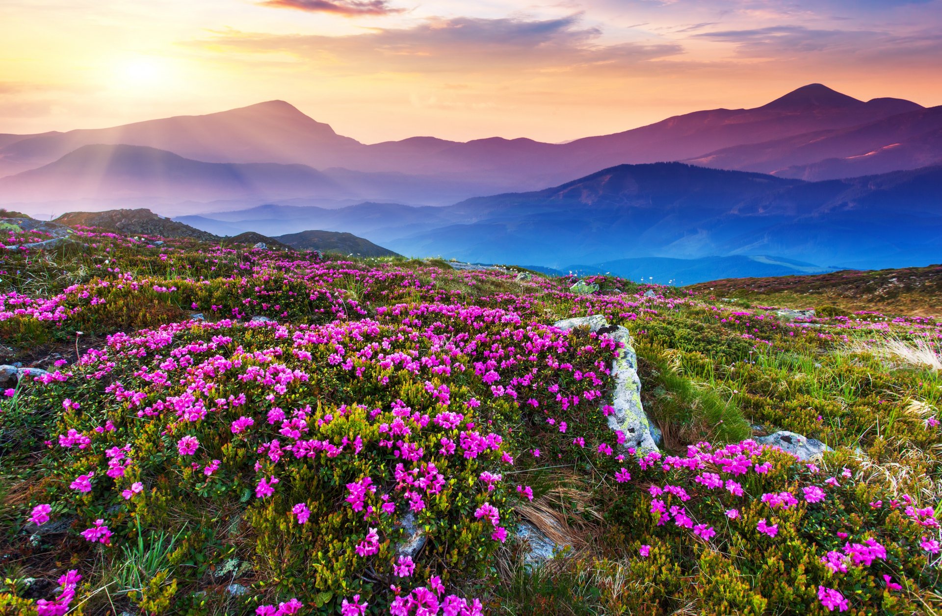 campo de flores cielo paisaje naturaleza montañas campo de flores luz del sol