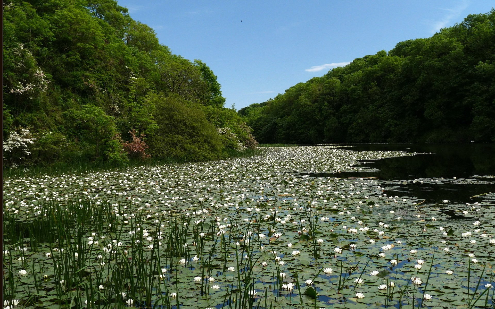 forêt lac étang nénuphars blanc