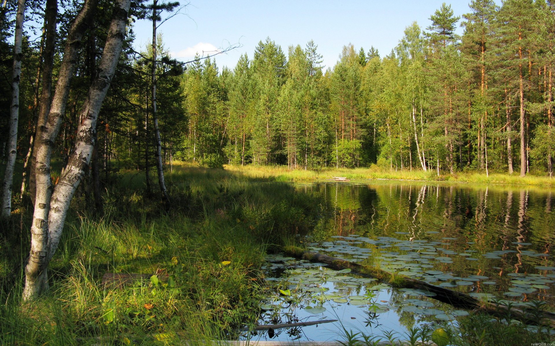 forest tree river birch grass summer sky