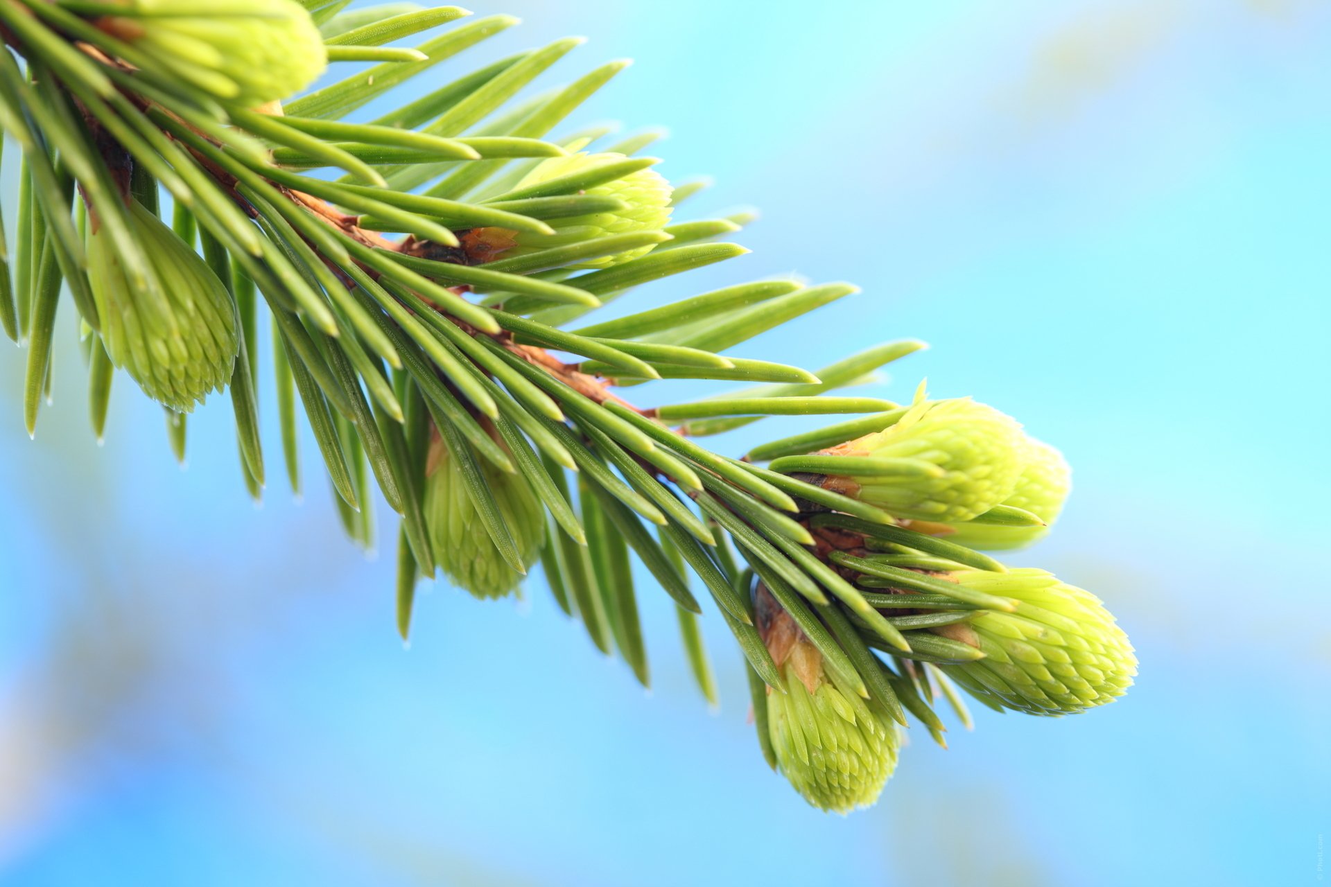 natur weihnachtsbaum zapfen zweig