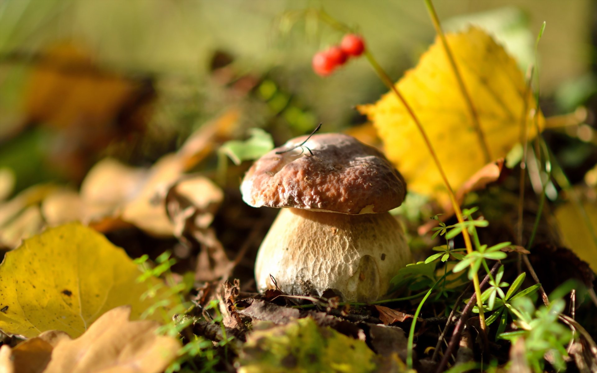 boletus edulis delicious mushrooms forest leaves autumn nature