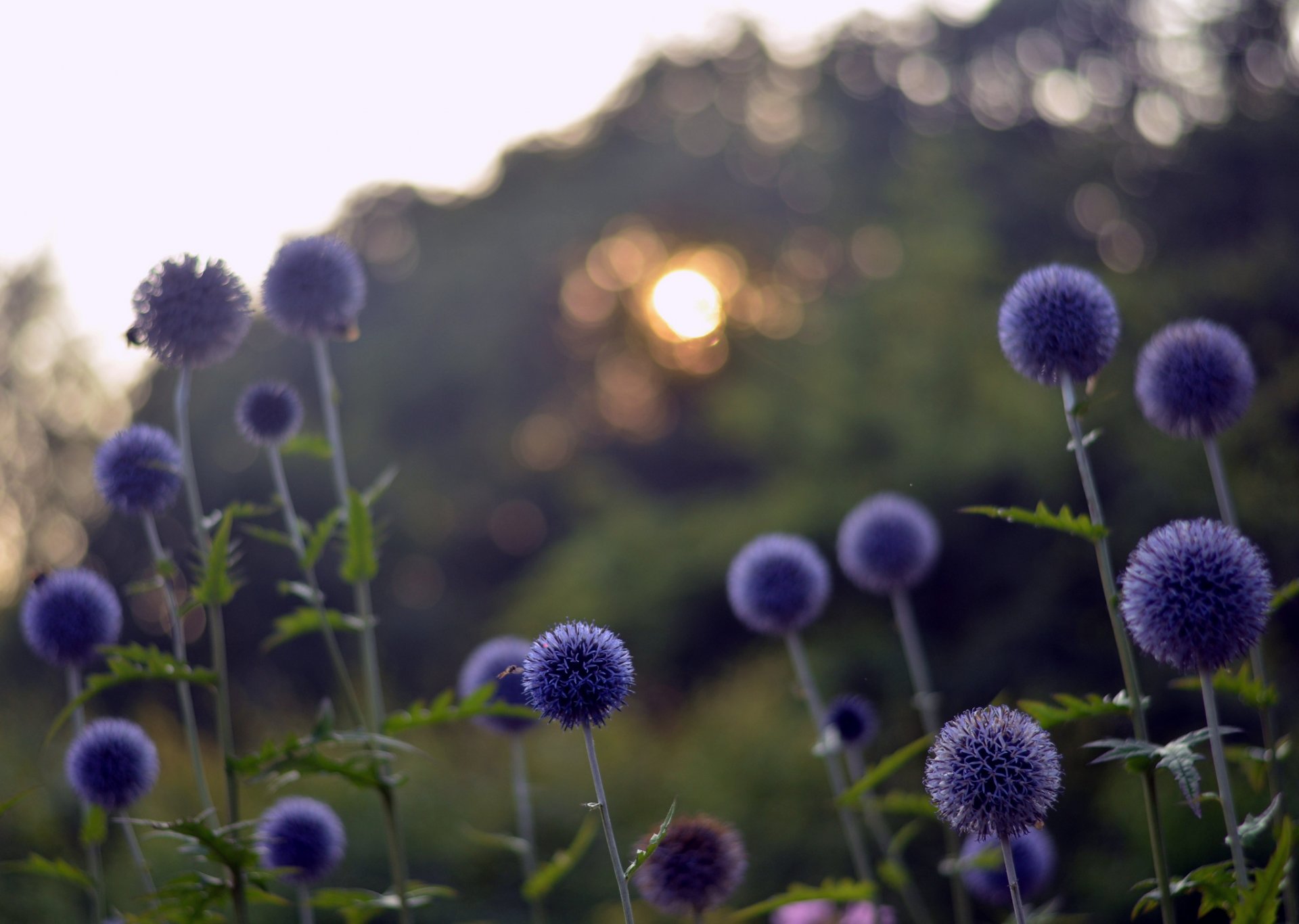 field blue flower reflections bokeh night sunset sun