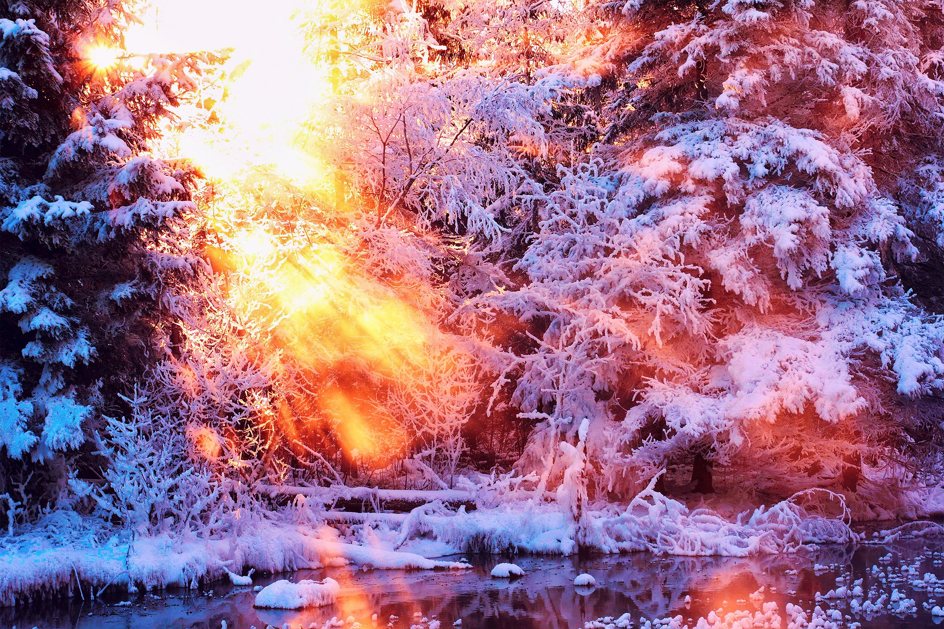 nature winter snow light tree sun water