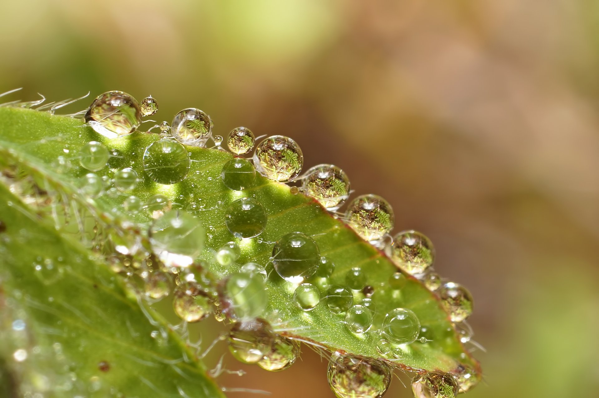 leaves drops water reflection close up