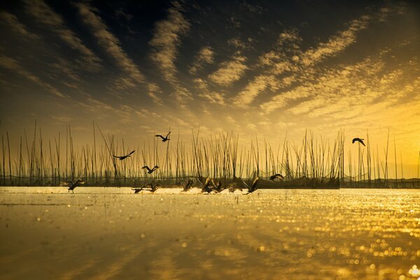 Reflection of the sky and birds in the water