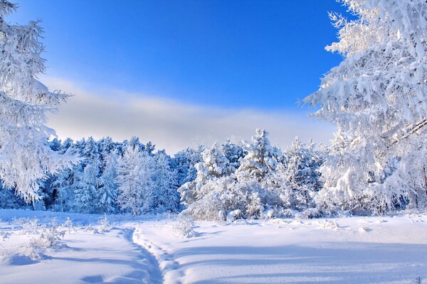 Strada invernale. Alberi coperti di brina