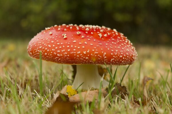 Foto macro de la seta de la Amanita