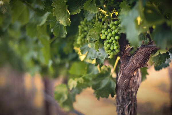 Bunches of grapes on Spanish plantations