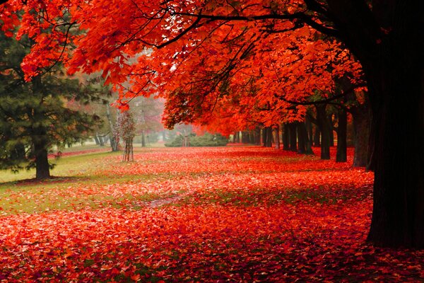 Schöner Herbst im Park mit Laub