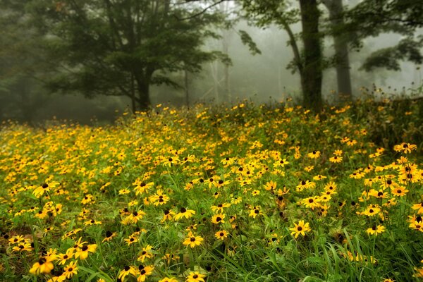 Abundantemente floreciente campo de flores amarillas