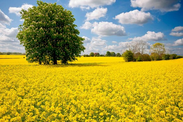 Árbol en un Prado de flores