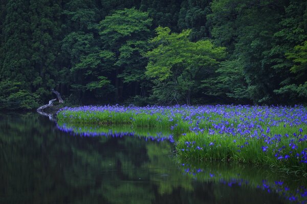 Das bewaldete Ufer des Sees ist mit blauen Blumen übersät