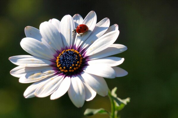 Marienkäfer auf den Blütenblättern einer Blume