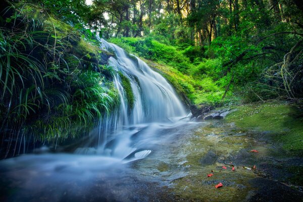 Piccola cascata nella foresta verde in Thailandia