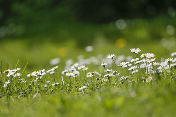 Gänseblümchen im Sommerfeld