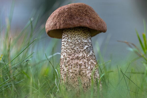 Champignon dans l herbe. Podosinovik dans la forêt. Photo nature