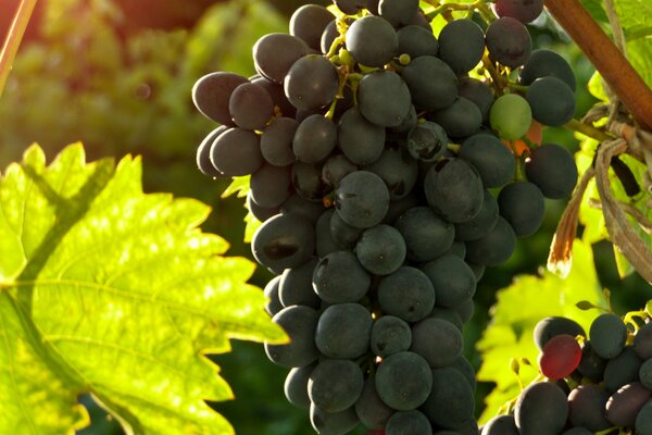 Juicy ripe bunch of black grapes