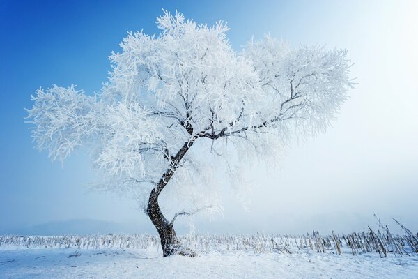 Красота зимней природы в заснеженном поле