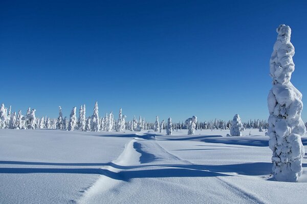 Winter und Schneeverwehungen auf Bäumen