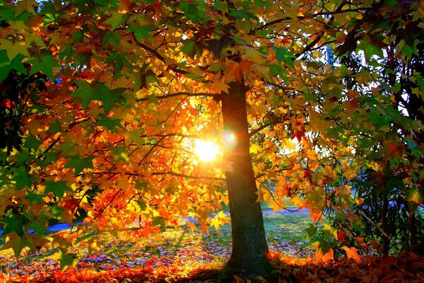 Sonnenuntergang im Park an einem warmen Herbsttag