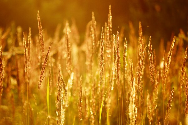 Espigas maduras en el fondo de la puesta de sol