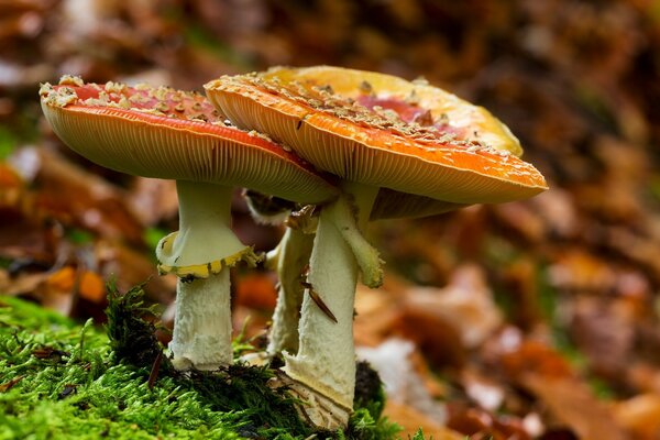 Agaric rouge vif sur fond de mousse verte