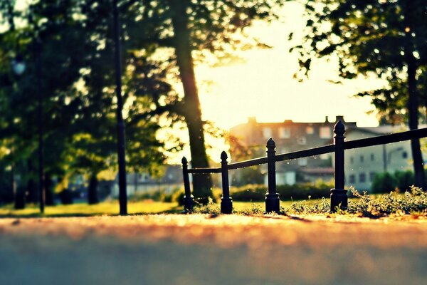 Summer Morning Sunny Park