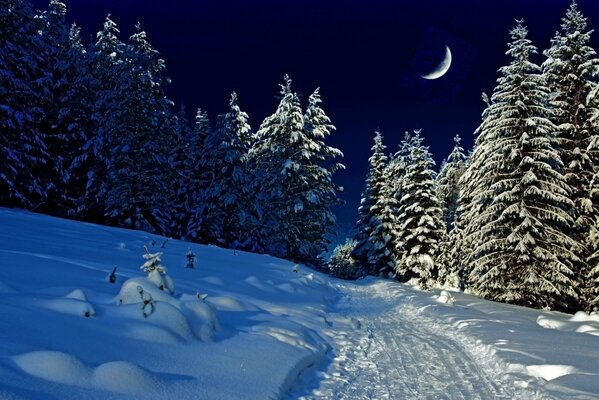 Zimowy wieczór na łonie natury wśród ośnieżonych jodeł