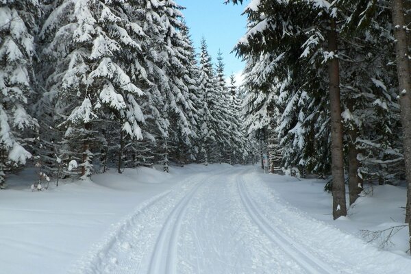Bosque de invierno en la República Checa, parque del pueblo
