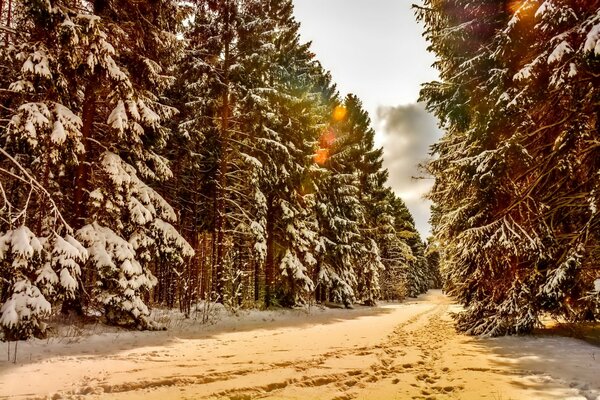 White paths through the snow-covered forest