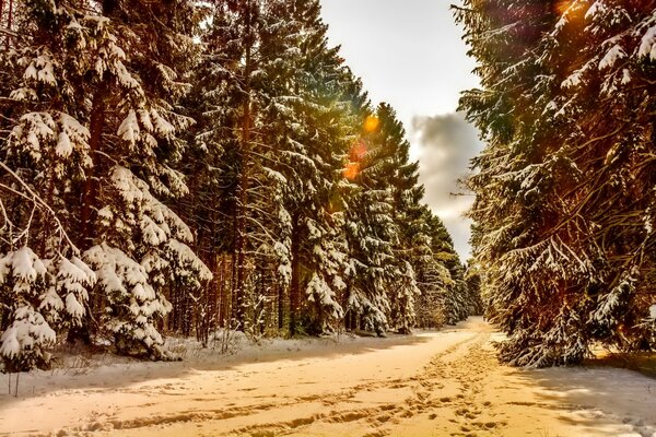 Białe ścieżki przez zaśnieżony Las