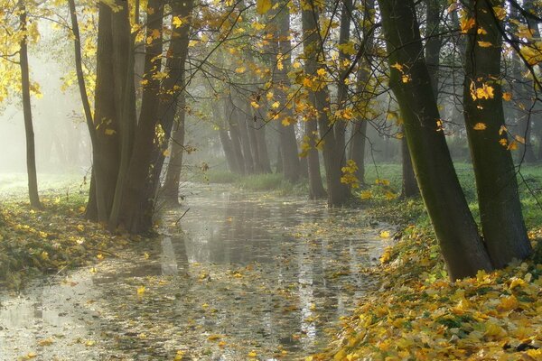 Jesienny park w deszczu we mgle