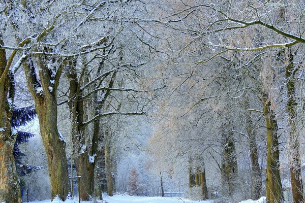 Schneebedeckte Bäume auf der Allee