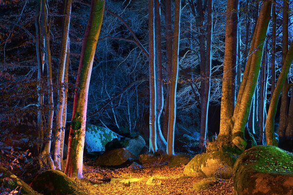 Forêt sombre, mystérieuse et mystérieuse