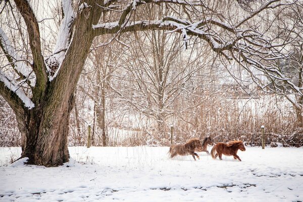 Walking horses in the winter forest