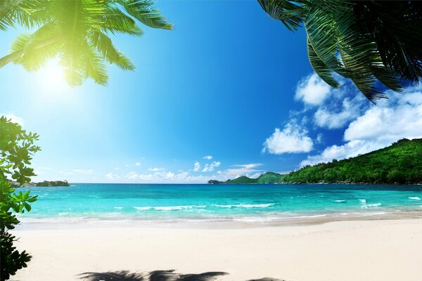 Plage tropicale avec du sable et des palmiers