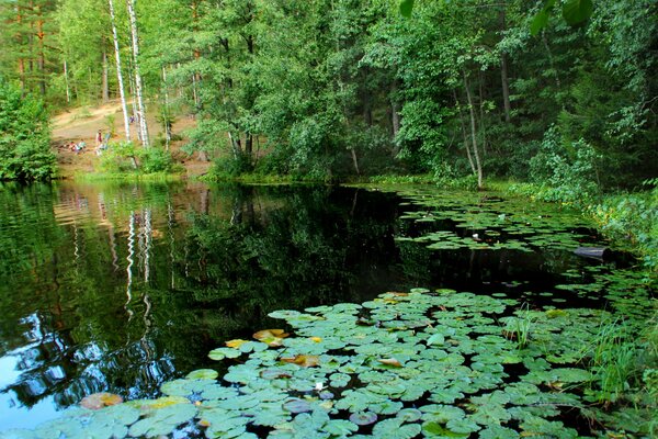 Lac propre avec des cruches près de la forêt