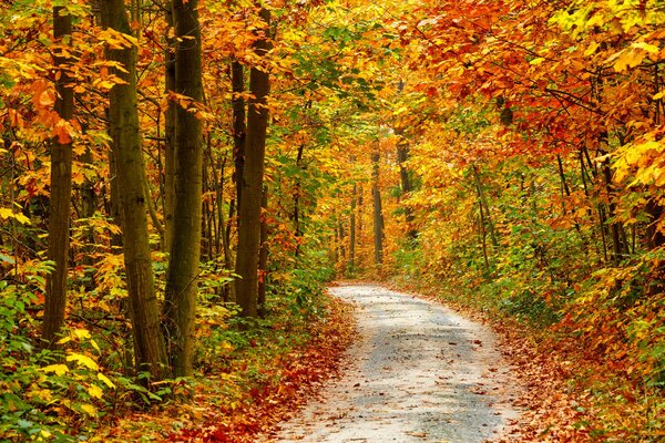 Jesień. droga biegnąca przez las