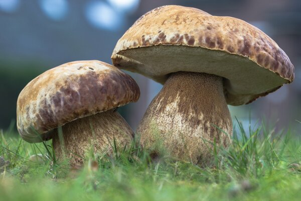 Steinpilze im Wald. Die Natur