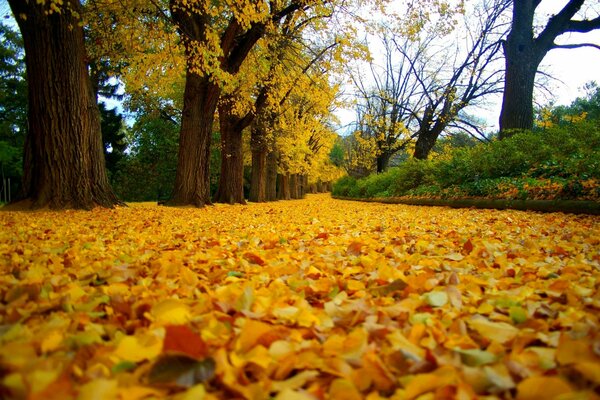 Des feuilles tombées en marchant dans le parc ou dans la forêt?