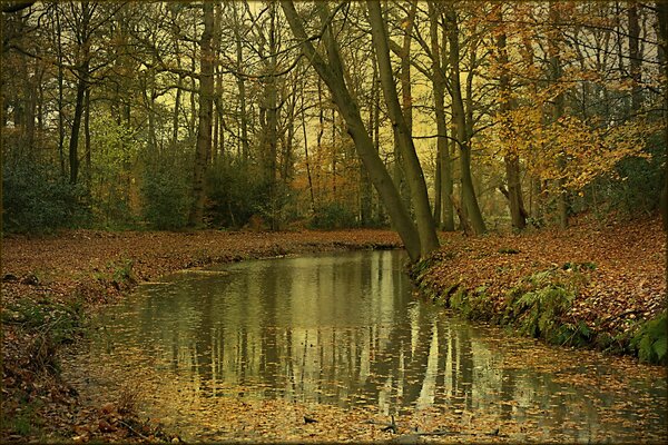 Río de otoño en el bosque