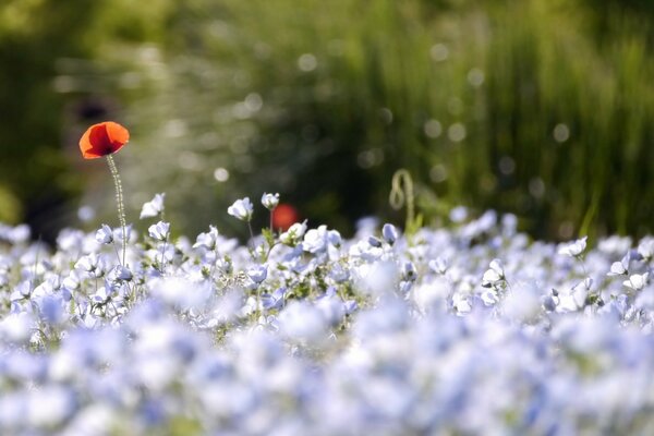 Poppies in blue colors