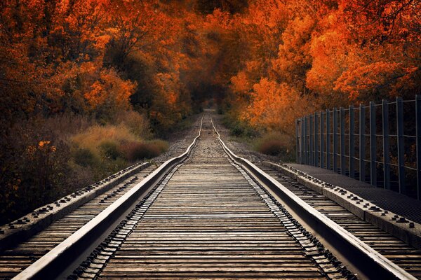 Camino de tren en el fondo de los árboles de otoño