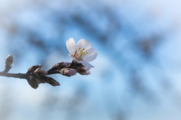 Flor de primavera y brotes en un cerezo