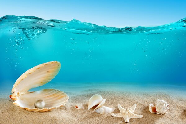 Seashells on the sand on the seashore