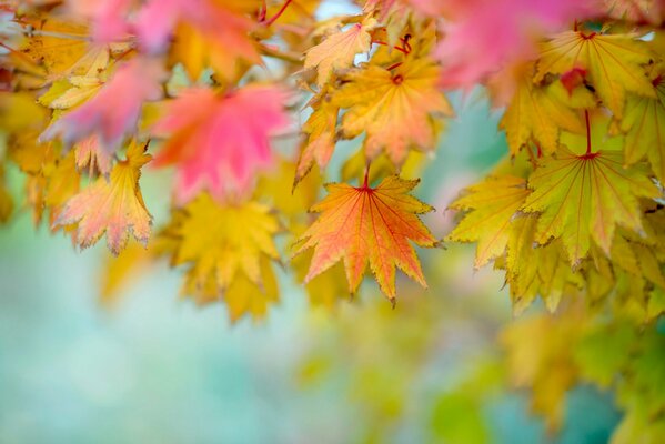 Autumn rainbow leaves on a blurry background