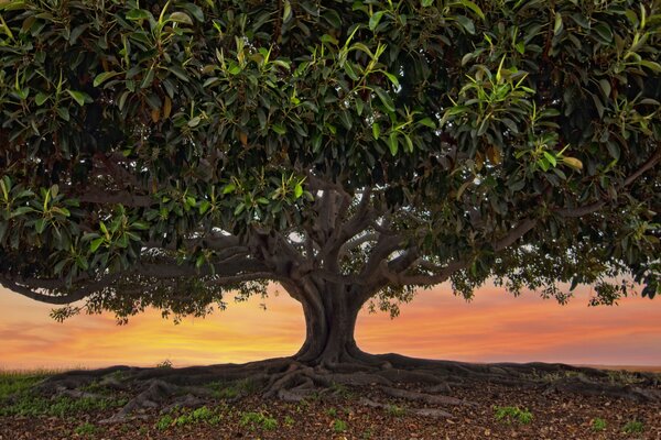 Einsam stehender Baum bei Sonnenuntergang