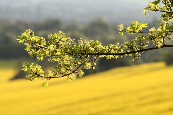 Été. Branche. Steppe. Nature