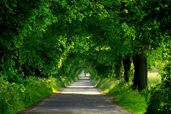 Route entourée de verdure