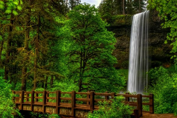 Ein wunderschöner Wald, der sich umhüllt